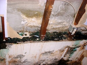 Mold_Damage_Remediation